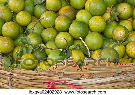 Stock Photo - "Green Pursat-oranges, a special variety of oranges at a market in Battambang, Cambodia, Southeast Asia, Asia". Fotosearch