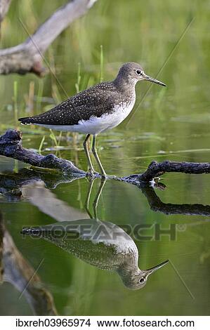 "Green Sandpiper (Tringa ochropus), winter plumage, Tyrol, Austria, Europe" View Large Photo Image Picture - "Green Sandpiper (Tringa ochropus), winter plumage, Tyrol, Austria, Europe". Fotosearch