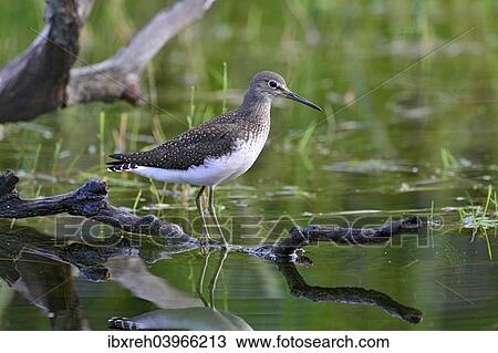 "Green Sandpiper (Tringa ochropus), winter plumage, Tyrol, Austria, Europe" View Large Photo Image Stock Image - "Green Sandpiper (Tringa ochropus), winter plumage, Tyrol, Austria, Europe". Fotosearch