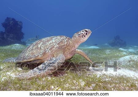 "Green sea turtle (Chelonia mydas), Bohol Sea, Philippines, Asia" View Large Photo Image Picture - "Green sea turtle (Chelonia mydas), Bohol Sea, Philippines, Asia". Fotosearch