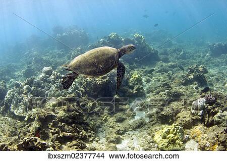 Picture - "Green sea turtle (Chelonia mydas), Wailea Beach, Maui, Hawaii, USA". Fotosearch