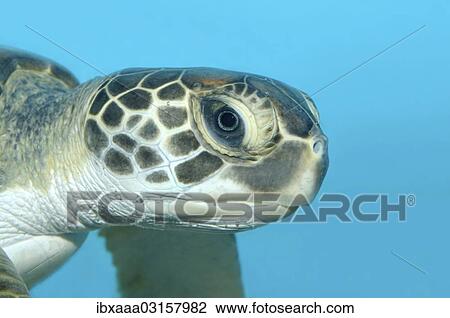 Stock Image - "Green Sea Turtle (Chelonia mydas), Red Sea, near Hurghada, Red Sea Governorate, Egypt, Africa". Fotosearch