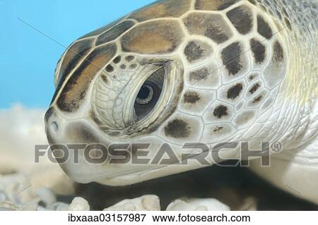 "Green sea turtle (Chelonia mydas), Red Sea, Hurghada, Red Sea Governorate, Egypt, Africa" View Large Photo Image Stock Photo - "Green sea turtle (Chelonia mydas), Red Sea, Hurghada, Red Sea Governorate, Egypt, Africa". Fotosearch