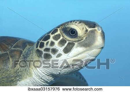 "Green Sea Turtle (Chelonia mydas), Red Sea, Hurghada, Red Sea Governorate, Egypt, Africa" View Large Photo Image Stock Photograph - "Green Sea Turtle (Chelonia mydas), Red Sea, Hurghada, Red Sea Governorate, Egypt, Africa". Fotosearch