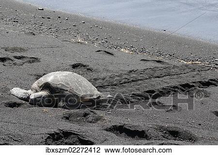 "Green sea turtle (Chelonia mydas), Black Sand Beach of Punaluu, Big Island of Hawaii, USA" View Large Photo Image Stock Image - "Green sea turtle (Chelonia mydas), Black Sand Beach of Punaluu, Big Island of Hawaii, USA". Fotosearch