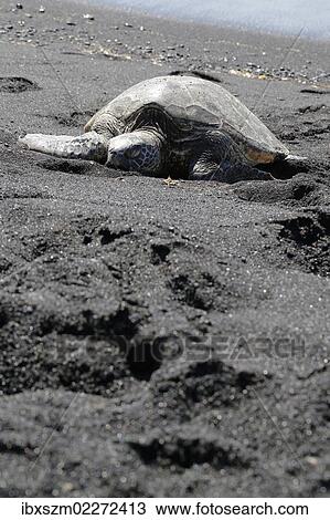 "Green sea turtle (Chelonia mydas), Black Sand Beach of Punaluu, Big Island of Hawaii, USA" View Large Photo Image Stock Image - "Green sea turtle (Chelonia mydas), Black Sand Beach of Punaluu, Big Island of Hawaii, USA". Fotosearch