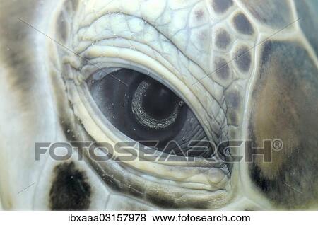 "Green sea turtle (Chelonia mydas), eye, Red Sea, Hurghada, Red Sea Governorate, Egypt, Africa" View Large Photo Image Stock Photo - "Green sea turtle (Chelonia mydas), eye, Red Sea, Hurghada, Red Sea Governorate, Egypt, Africa". Fotosearch