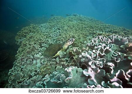"Green Sea Turtle (Chelonia mydas), Gulf of Oman, Oman, Asia" View Large Photo Image Stock Photo - "Green Sea Turtle (Chelonia mydas), Gulf of Oman, Oman, Asia". Fotosearch
