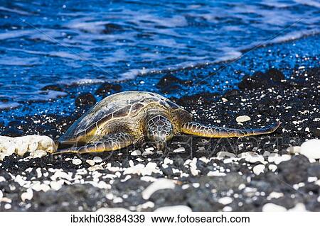 "Green Sea Turtle (Chelonia mydas), Kohala Coast, Big Island, Hawaii, United States, North America" View Large Photo Image Stock Photo - "Green Sea Turtle (Chelonia mydas), Kohala Coast, Big Island, Hawaii, United States, North America". Fotosearch