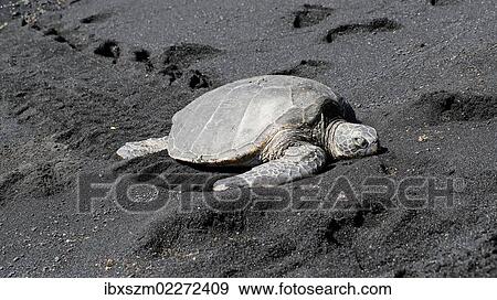 "Green sea turtle (Chelonia mydas), Black Sand Beach of Punaluu, Big Island of Hawaii, USA" View Large Photo Image Stock Photo - "Green sea turtle (Chelonia mydas), Black Sand Beach of Punaluu, Big Island of Hawaii, USA". Fotosearch