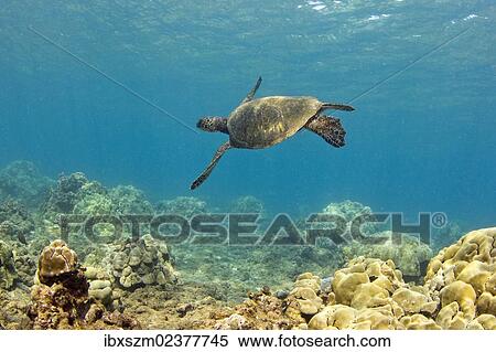 "Green sea turtle (Chelonia mydas), Wailea Beach, Maui, Hawaii, USA" View Large Photo Image Stock Photography - "Green sea turtle (Chelonia mydas), Wailea Beach, Maui, Hawaii, USA". Fotosearch