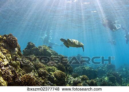 Stock Photo - "Green sea turtle (Chelonia mydas) with snorkelers, Wailea Beach, Maui, Hawaii, USA". Fotosearch