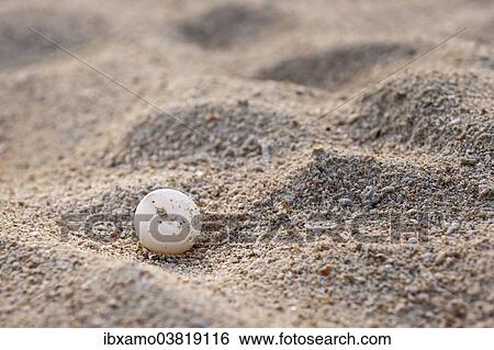 "Green Sea Turtle egg (Chelonia Mydas), sand beach, Selingan island, Borneo, Malaysia, Asia" View Large Photo Image Stock Photograph - "Green Sea Turtle egg (Chelonia Mydas), sand beach, Selingan island, Borneo, Malaysia, Asia". Fotosearch