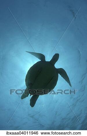 "Green Sea Turtle, Green Turtle, Black Sea Turtle, or Pacific Green Turtle (Chelonia mydas), Bohol Sea, Philippines, Asia" View Large Photo Image Stock Photograph - "Green Sea Turtle, Green Turtle, Black Sea Turtle, or Pacific Green Turtle (Chelonia mydas), Bohol Sea, Philippines, Asia". Fotosearch