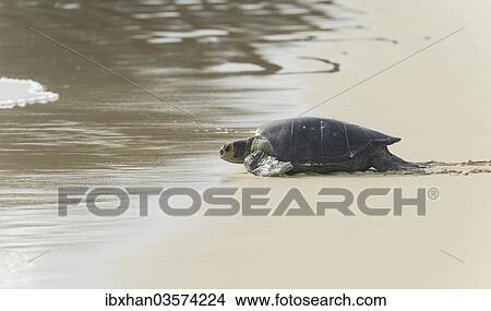 "Green Sea Turtle or Pacific Green Turtle (Chelonia mydas japonica) on the way to the sea, Floreana, Galapagos Islands, Ecuador, South America" View Large Photo Image Picture - "Green Sea Turtle or Pacific Green Turtle (Chelonia mydas japonica) on the way to the sea, Floreana, Galapagos Islands, Ecuador, South America". Fotosearch