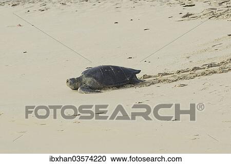 "Green Sea Turtle or Pacific Green Turtle (Chelonia mydas japonica) on its way to the sea, Floreana, Galapagos Islands, Ecuador, South America" View Large Photo Image Stock Image - "Green Sea Turtle or Pacific Green Turtle (Chelonia mydas japonica) on its way to the sea, Floreana, Galapagos Islands, Ecuador, South America". Fotosearch
