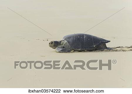 "Green Sea Turtle or Pacific Green Turtle (Chelonia mydas japonica) on its way to the sea, Floreana, Galapagos Islands, Ecuador, South America" View Large Photo Image Stock Image - "Green Sea Turtle or Pacific Green Turtle (Chelonia mydas japonica) on its way to the sea, Floreana, Galapagos Islands, Ecuador, South America". Fotosearch