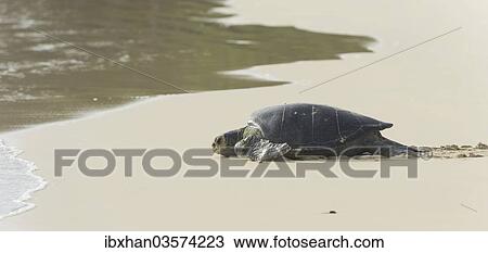 Stock Image - "Green Sea Turtle or Pacific Green Turtle (Chelonia mydas japonica) on the way to the sea, Floreana, Galapagos Islands, Ecuador, South America". Fotosearch