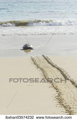 "Green Sea Turtle or Pacific Green Turtle (Chelonia mydas japonica) on the way to the sea, Floreana, Galapagos Islands, Ecuador, South America" View Large Photo Image Stock Image - "Green Sea Turtle or Pacific Green Turtle (Chelonia mydas japonica) on the way to the sea, Floreana, Galapagos Islands, Ecuador, South America". Fotosearch