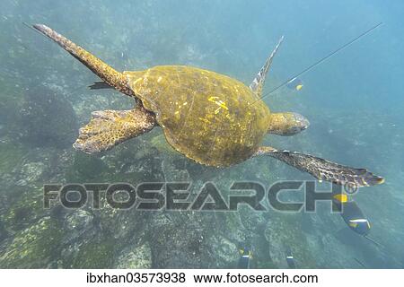 Stock Photo - "Green Sea Turtle or Pacific Green Turtle (Chelonia mydas japonica) and a Passer Angelfish or King Angelfish (Holacanthus passer), Fernandina Island, Galapagos Islands, Ecuador, South America". Fotosearch