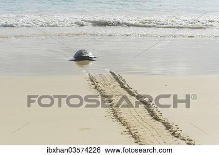 "Green Sea Turtle or Pacific Green Turtle (Chelonia mydas japonica) on the way to the sea, Floreana, Galapagos Islands, Ecuador, South America" View Large Photo Image Stock Photograph - "Green Sea Turtle or Pacific Green Turtle (Chelonia mydas japonica) on the way to the sea, Floreana, Galapagos Islands, Ecuador, South America". Fotosearch