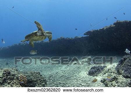 "Green Sea Turtle, Pacific Green Turtle or Black Turtle (Chelonia mydas) with eczema, Maunalua Bay, Oahu, Hawaii, USA" View Large Photo Image Stock Image - "Green Sea Turtle, Pacific Green Turtle or Black Turtle (Chelonia mydas) with eczema, Maunalua Bay, Oahu, Hawaii, USA". Fotosearch