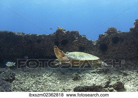 "Green Sea Turtle, Pacific Green Turtle or Black Turtle (Chelonia mydas) with eczema, Maunalua Bay, Oahu, Hawaii, USA" View Large Photo Image Stock Photo - "Green Sea Turtle, Pacific Green Turtle or Black Turtle (Chelonia mydas) with eczema, Maunalua Bay, Oahu, Hawaii, USA". Fotosearch