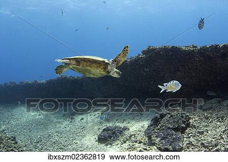 "Green Sea Turtle, Pacific Green Turtle or Black Turtle (Chelonia mydas) with eczema, Maunalua Bay, Oahu, Hawaii, USA" View Large Photo Image Stock Photo - "Green Sea Turtle, Pacific Green Turtle or Black Turtle (Chelonia mydas) with eczema, Maunalua Bay, Oahu, Hawaii, USA". Fotosearch