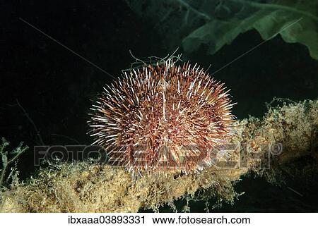 "Green Sea Urchin (Strongylocentrotus droebachiensis), Sea of Japan, Primorsky Krai, Russian Far East, Russian Federation" View Large Photo Image Stock Image - "Green Sea Urchin (Strongylocentrotus droebachiensis), Sea of Japan, Primorsky Krai, Russian Far East, Russian Federation". Fotosearch