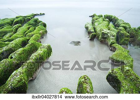 "Green seaweed on rocky seacoast, Laomei, New Taipei, Taiwan, Asia" View Large Photo Image Picture - "Green seaweed on rocky seacoast, Laomei, New Taipei, Taiwan, Asia". Fotosearch