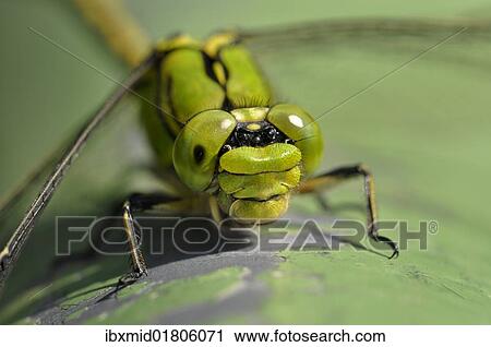 "Green Snaketail (Ophiogomphus cecilia), countrywide highly endangered and strictly protected species in Germany, Annex II of the Habitats Directive" View Large Photo Image Stock Image - "Green Snaketail (Ophiogomphus cecilia), countrywide highly endangered and strictly protected species in Germany, Annex II of the Habitats Directive". Fotosearch