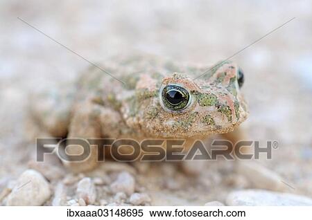 Stock Photography - "Green toad (Bufo viridis or Pseudepidalea viridis subgroup), Syria, Asia". Fotosearch