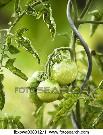 Green tomatoes on the vine with dew drops View Large Photo Image Stock Image - Green tomatoes on the vine with dew drops. Fotosearch