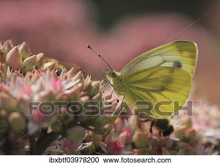"Green-veined White (Pieris napi) on Orpine (Sedum telephium), North Rhine-Westphalia, Germany, Europe" View Large Photo Image Stock Image - "Green-veined White (Pieris napi) on Orpine (Sedum telephium), North Rhine-Westphalia, Germany, Europe". Fotosearch