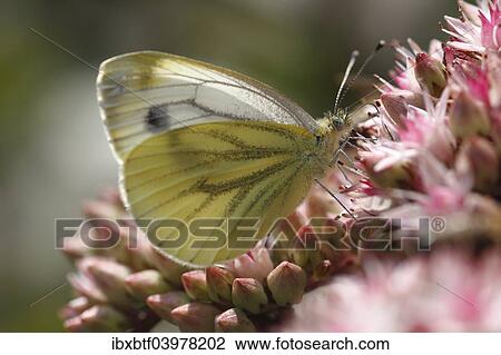 "Green-veined White (Pieris napi) on Orpine (Sedum telephium), North Rhine-Westphalia, Germany, Europe" View Large Photo Image Stock Image - "Green-veined White (Pieris napi) on Orpine (Sedum telephium), North Rhine-Westphalia, Germany, Europe". Fotosearch