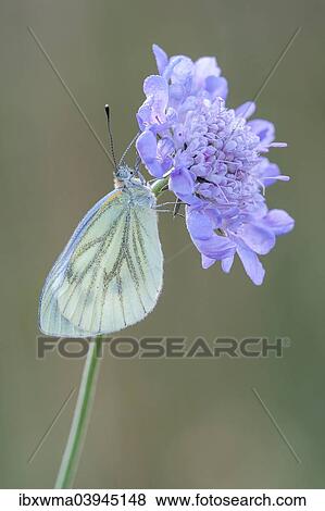 "Green-veined White (Pieris napi) on Widow Flower (Knautia sp. ), North Hesse, Hesse, Germany, Europe" View Large Photo Image Stock Photo - "Green-veined White (Pieris napi) on Widow Flower (Knautia sp. ), North Hesse, Hesse, Germany, Europe". Fotosearch