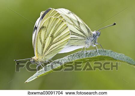 "Green-veined White (Pieris napi), mating, North Hesse, Hesse, Germany, Europe" View Large Photo Image Picture - "Green-veined White (Pieris napi), mating, North Hesse, Hesse, Germany, Europe". Fotosearch