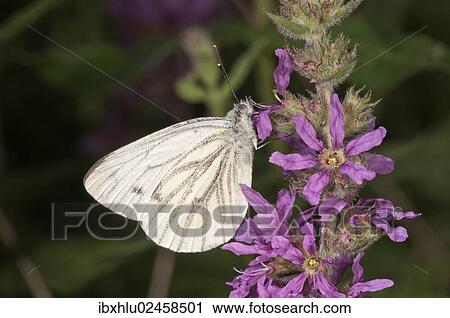 "Green-veined White (Pieris napi) seeking nectar from a Purple Loosestrife, Untergroeningen, Baden-Wuerttemberg, Germany, Europe" View Large Photo Image Stock Image - "Green-veined White (Pieris napi) seeking nectar from a Purple Loosestrife, Untergroeningen, Baden-Wuerttemberg, Germany, Europe". Fotosearch