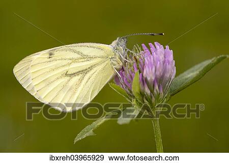 "Green-veined White (Pieris napi), Burgenland, Austria, Europe" View Large Photo Image Stock Photo - "Green-veined White (Pieris napi), Burgenland, Austria, Europe". Fotosearch
