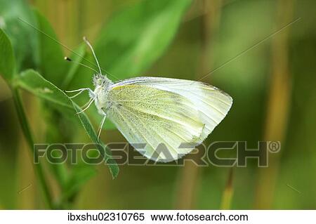Stock Photography - "Green-veined White (Pieris napi), underside, Zug, Switzerland, Europe". Fotosearch
