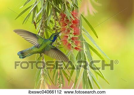 "Green Violetear (Colibri thalassinus), in flight, feeding on nectar from flower, Los Quetzales National Park, San Gerardo de Dota, San Jose Province, Costa Rica, North America" View Large Photo Image Stock Image - "Green Violetear (Colibri thalassinus), in flight, feeding on nectar from flower, Los Quetzales National Park, San Gerardo de Dota, San Jose Province, Costa Rica, North America". Fotosearch
