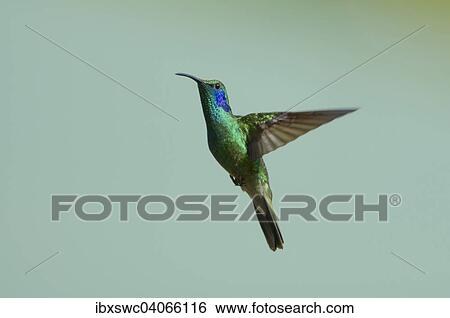 "Green Violetear (Colibri thalassinus), in flight, Los Quetzales National Park, San Gerardo de Dota, San Jose Province, Costa Rica, North America" View Large Photo Image Stock Photograph - "Green Violetear (Colibri thalassinus), in flight, Los Quetzales National Park, San Gerardo de Dota, San Jose Province, Costa Rica, North America". Fotosearch