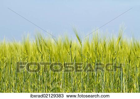 Green wheat field under a blue sky View Large Photo Image Stock Image - Green wheat field under a blue sky. Fotosearch