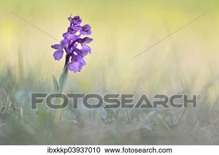 "Green-winged Meadow Orchid or Green-winged Orchid (Orchis morio) growing on a dry slope, Thuringia, Germany, Europe" View Large Photo Image Stock Image - "Green-winged Meadow Orchid or Green-winged Orchid (Orchis morio) growing on a dry slope, Thuringia, Germany, Europe". Fotosearch