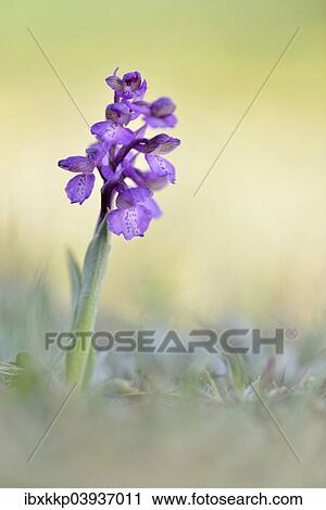 "Green-winged Meadow Orchid or Green-winged Orchid (Orchis morio) growing on a dry slope, Thuringia, Germany, Europe" View Large Photo Image Stock Image - "Green-winged Meadow Orchid or Green-winged Orchid (Orchis morio) growing on a dry slope, Thuringia, Germany, Europe". Fotosearch