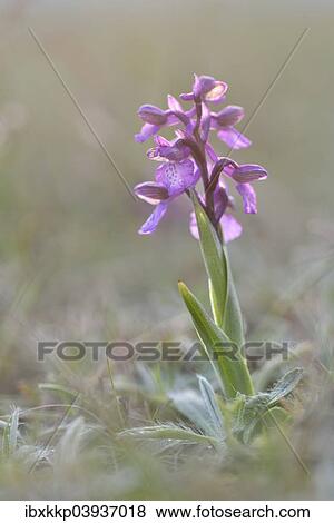 "Green-winged Meadow Orchid or Green-winged Orchid (Orchis morio) growing on a dry slope, Thuringia, Germany, Europe" View Large Photo Image Stock Photo - "Green-winged Meadow Orchid or Green-winged Orchid (Orchis morio) growing on a dry slope, Thuringia, Germany, Europe". Fotosearch