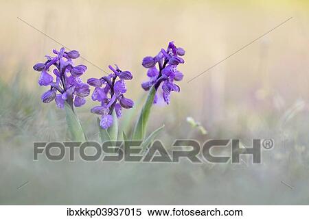 "Green-winged Meadow Orchids or Green-winged Orchids (Orchis morio) growing on a dry slope, Thuringia, Germany, Europe" View Large Photo Image Stock Photography - "Green-winged Meadow Orchids or Green-winged Orchids (Orchis morio) growing on a dry slope, Thuringia, Germany, Europe". Fotosearch