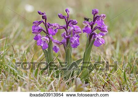 Picture - "Green-winged Orchid or Green-veined Orchid (Orchis morio), inflorescences, Hesse, Germany, Europe". Fotosearch