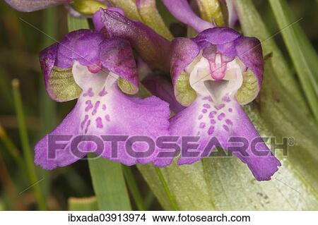 "Green-winged Orchid or Green-veined Orchid (Orchis morio), flowers, Hesse, Germany, Europe" View Large Photo Image Picture - "Green-winged Orchid or Green-veined Orchid (Orchis morio), flowers, Hesse, Germany, Europe". Fotosearch