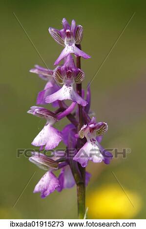 "Green-winged orchid or Green-veined orchid (Anacamptis morio, Orchis morio), inflorescence" View Large Photo Image Stock Image - "Green-winged orchid or Green-veined orchid (Anacamptis morio, Orchis morio), inflorescence". Fotosearch